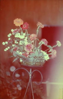 Zdjęcia bukietów na wystawie kompozycji kwiatowych, zorganizowanej przez Klub Seniora w Obornickim Ośrodku Kultury, 16.09.1978 r. [Dokument ikonograficzny]