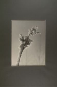 Kwiat ze szronem [Dokument ikonograficzny]