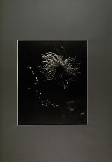 Sasanki alpejskie [Dokument ikonograficzny]