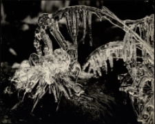 Kwiaty lodu [Dokument ikonograficzny]