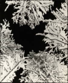 Jeszcze nie opadł szron 2 [Dokument ikonograficzny]