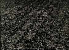 Nowe pokolenie [Dokument ikonograficzny]