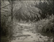 Zimowa koronka [Dokument ikonograficzny]