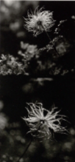 Wacław Narkiewicz. Fotografie najbliższe - zaproszenie [Dokument życia społecznego]