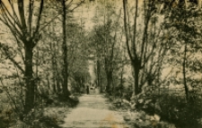 Wohlau. Philosophenweg [Dokument ikonograficzny]