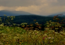 Sosnówka (fot. 2) [Dokument ikonograficzny]