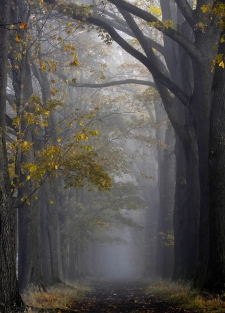 Aleja Dębowo-Klonowa Cieplice (fot. 1) [Dokument ikonograficzny]