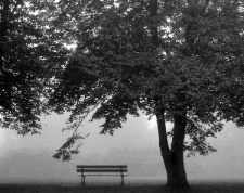 Park Norweski (fot. 1) [Dokument ikonograficzny]