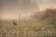 Piotr Trachta - Foton - plakat [Dokument elektroniczny]