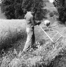 Żniwa w Karkonoszach 1988 (fot. 2) [Dokument ikonograficzny]