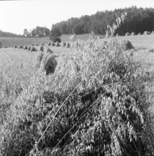 Żniwa w Karkonoszach 1988 (fot. 3) [Dokument ikonograficzny]