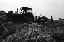 Żniwa w Karkonoszach 1988 (fot. 4) [Dokument ikonograficzny]