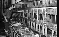 Jelenia Góra - Celwiskoza (fot. 8) [Dokument ikonograficzny]