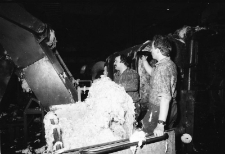 Jelenia Góra - Celwiskoza (fot. 11) [Dokument ikonograficzny]