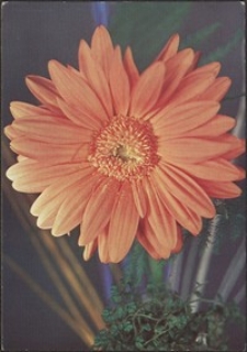 Kartka Łucji Danielewskiej do Dyrektor Miejskiej Biblioteki Publicznej w Jaworze z życzeniami świątecznymi, grudzień 1979 r. [Dokument życia społecznego]