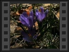 Rezerwat krokusów w Górzyńcu [Film]