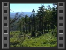 Zalesianie w Górach Izerskich [Film]