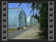 Bank genów i szkółka leśna w Kostrzycy [Film]