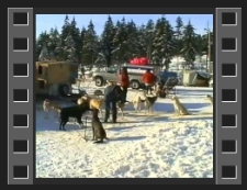 Psie zaprzęgi w Jakuszycach (baza przy ładnej pogodzie) [Film]