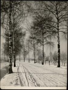 [Zima] (fot. 4) [Dokument ikonograficzny]