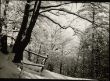 [Zima] (fot. 5) [Dokument ikonograficzny]