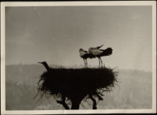 [Bociany] [Dokument ikonograficzny]