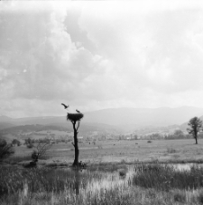 [Bociany z Podgórzyna] (fot. 1) [Dokument ikonograficzny]