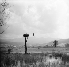 [Bociany z Podgórzyna] (fot. 2) [Dokument ikonograficzny]