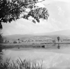 [Bociany z Podgórzyna] (fot. 3) [Dokument ikonograficzny]