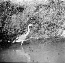 Czapla siwa [Dokument ikonograficzny]