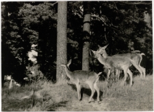 Żerujące łanie - Karkonosze - Trzcińsko [Dokument ikonograficzny]