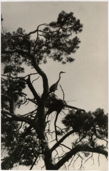 Czapla siwa - Czapliniec - Mikołajki [Dokument ikonograficzny]