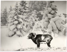 Muflon [Dokument ikonograficzny]