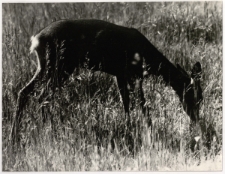 Sarenka [Dokument ikonograficzny]