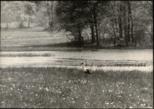 Nad stawami [Dokument ikonograficzny]