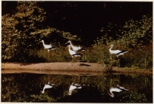 Bociany [Dokument ikonograficzny]