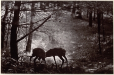 Sarenki [Dokument ikonograficzny]