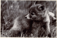 Lisek [Dokument ikonograficzny]