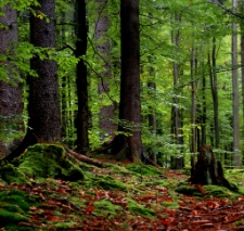 G&oacute;rzyniec (fot. 2) [Dokument ikonograficzny]