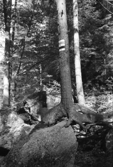 [Karkonoski Park Narodowy : oznakowanie szlak&oacute;w] (fot. 1) [Dokument ikonograficzny]