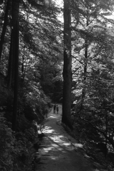 [Karkonoski Park Narodowy] (fot. 1) [Dokument ikonograficzny]