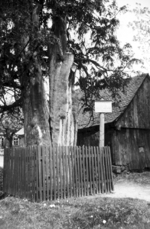 [Cis-Piechowice] (fot. 3) [Dokument ikonograficzny]