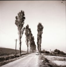 Droga do Siedlęcina (fot. 2) [Dokument ikonograficzny]
