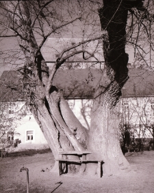 Wieża Książęca w Siedlęcinie (fot. 2) [Dokument ikonograficzny]