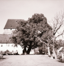 Wieża Książęca w Siedlęcinie (fot. 3) [Dokument ikonograficzny]