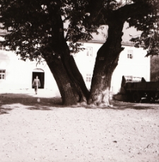 Wieża Książęca w Siedlęcinie (fot. 4) [Dokument ikonograficzny]