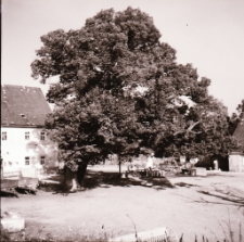 Wieża Książęca w Siedlęcinie (fot. 5) [Dokument ikonograficzny]