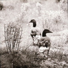 Gęsi (fot.1) [Dokument ikonograficzny]