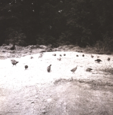 Kuropatwy (fot.2) [Dokument ikonograficzny]