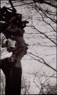 Kobiecość [Dokument ikonograficzny]